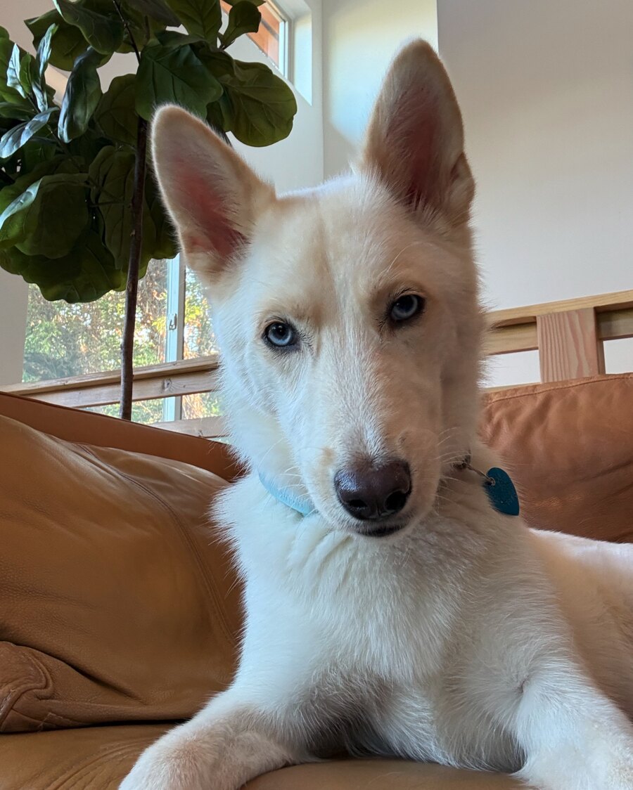 Serena, a white shepherd-husky, watching from the couch